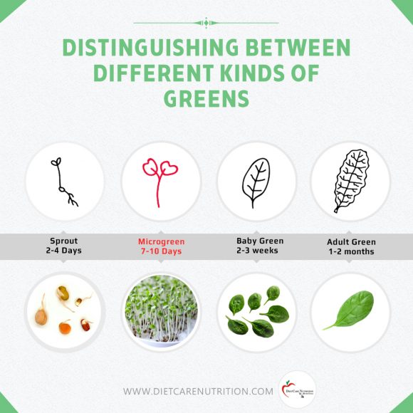 microgreens-the-nutritional-power-bombs